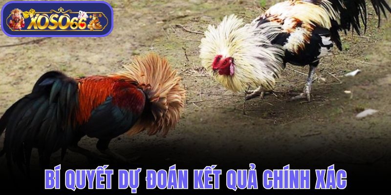 Bí quyết dự đoán kết quả cuộc đấu chính xác