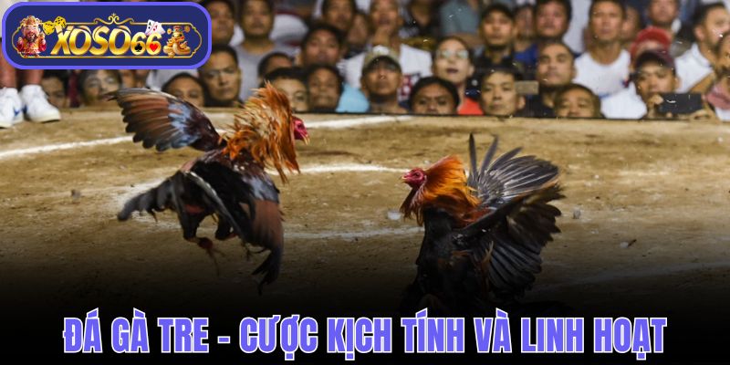 Đá Gà Tre - Loại Hình Cược Kịch Tính Và Cực Kỳ Linh Hoạt